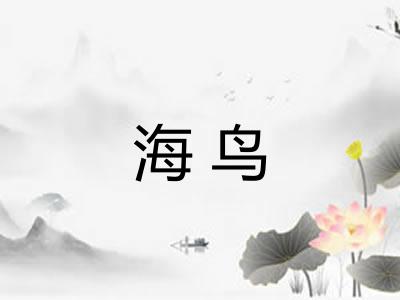 海鸟 海鸟