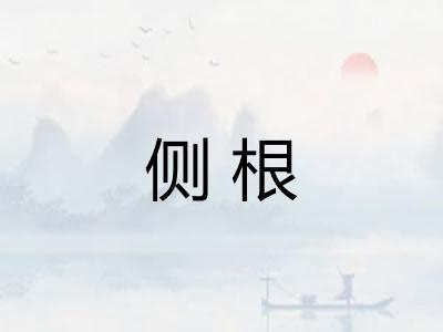 侧根 侧根
