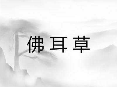 佛耳草
