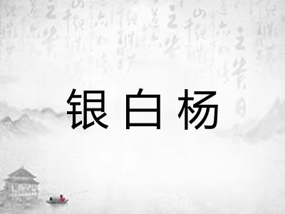 银白杨 银白杨