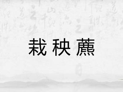 栽秧藨