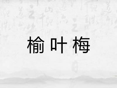 榆叶梅 榆叶梅