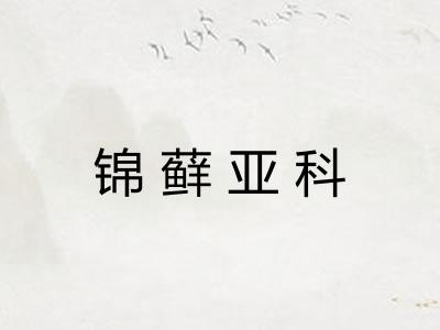 锦藓亚科 锦藓亚科