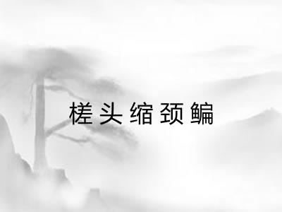 槎头缩颈鳊 槎头缩颈鳊